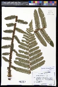 Cyathea ursina image