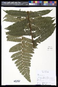 Cyathea ursina image