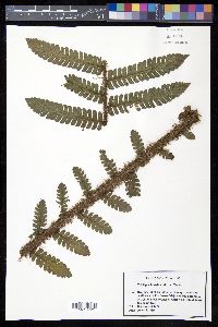 Cyathea ursina image