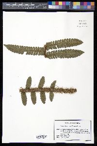 Cyathea ursina image