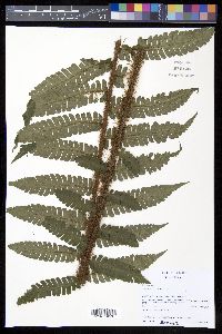 Cyathea ursina image