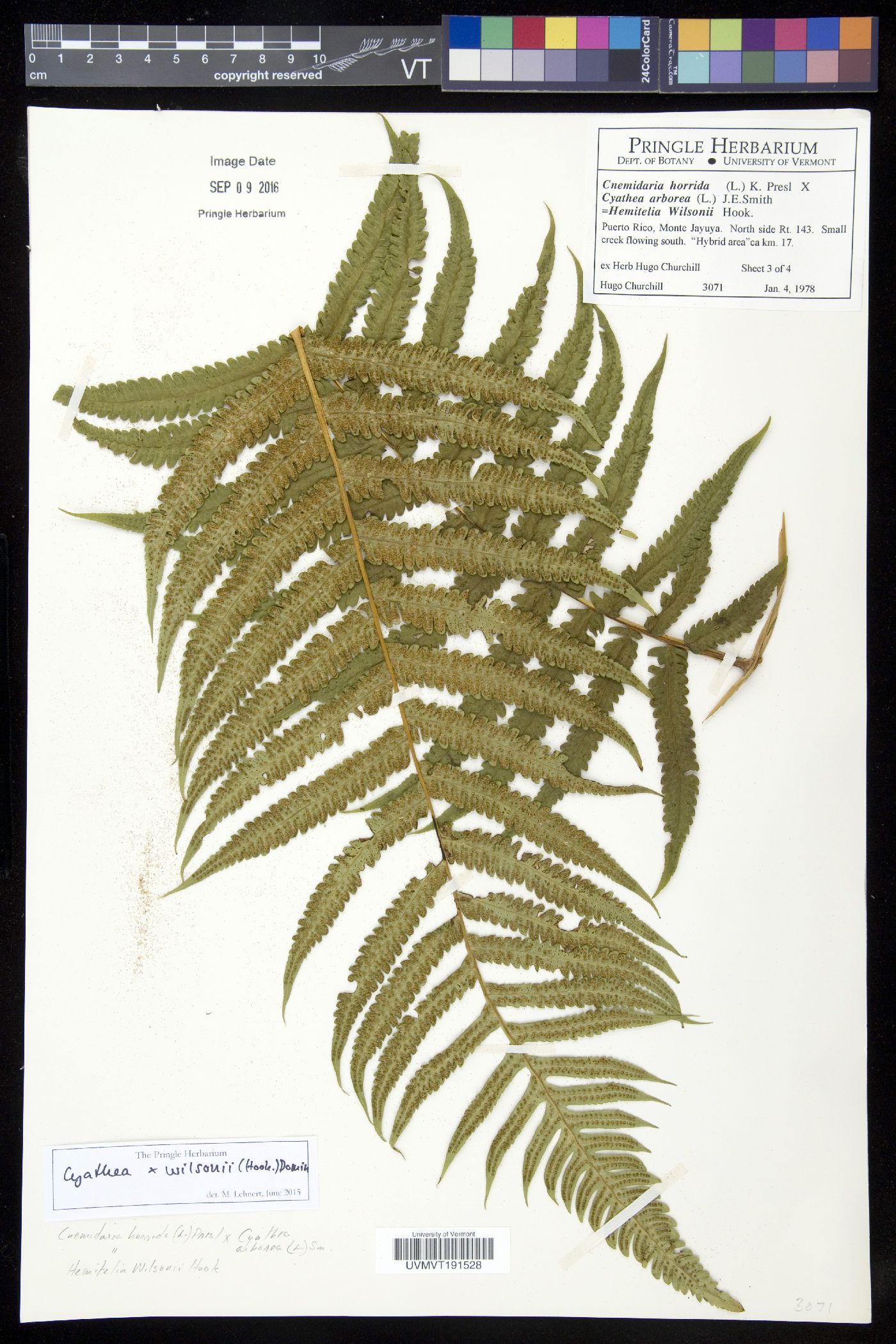 Cyathea x wilsonii image