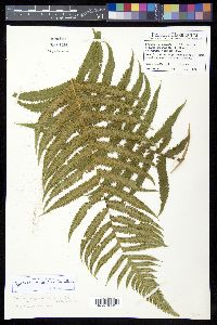 Cyathea x wilsonii image