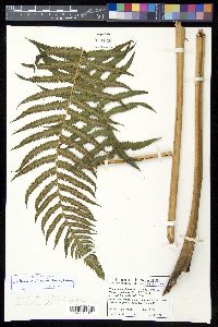 Cyathea x wilsonii image