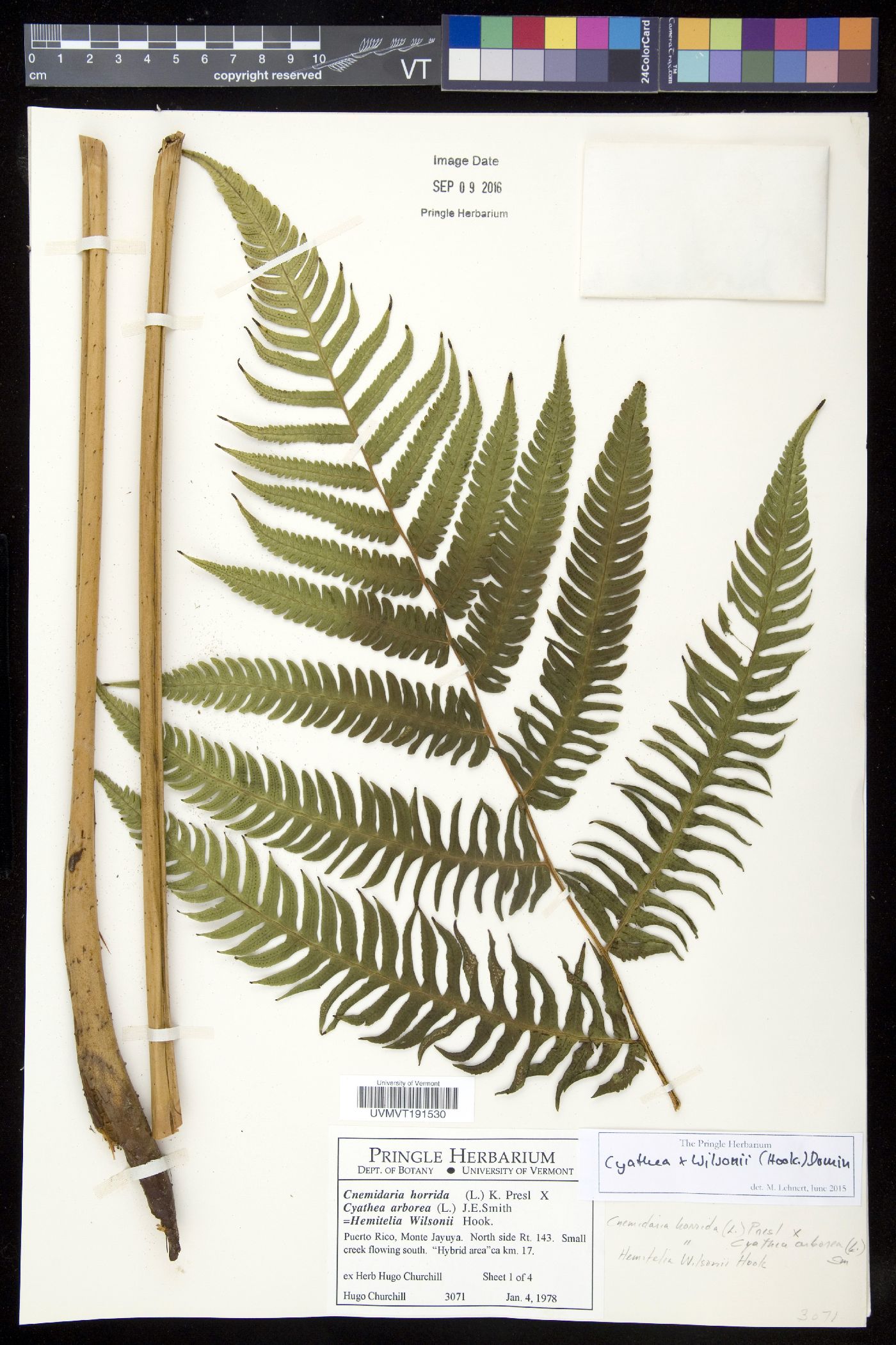 Cyathea x wilsonii image