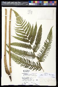 Cyathea x wilsonii image