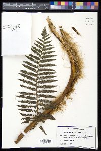 Sphaeropteris brunei image