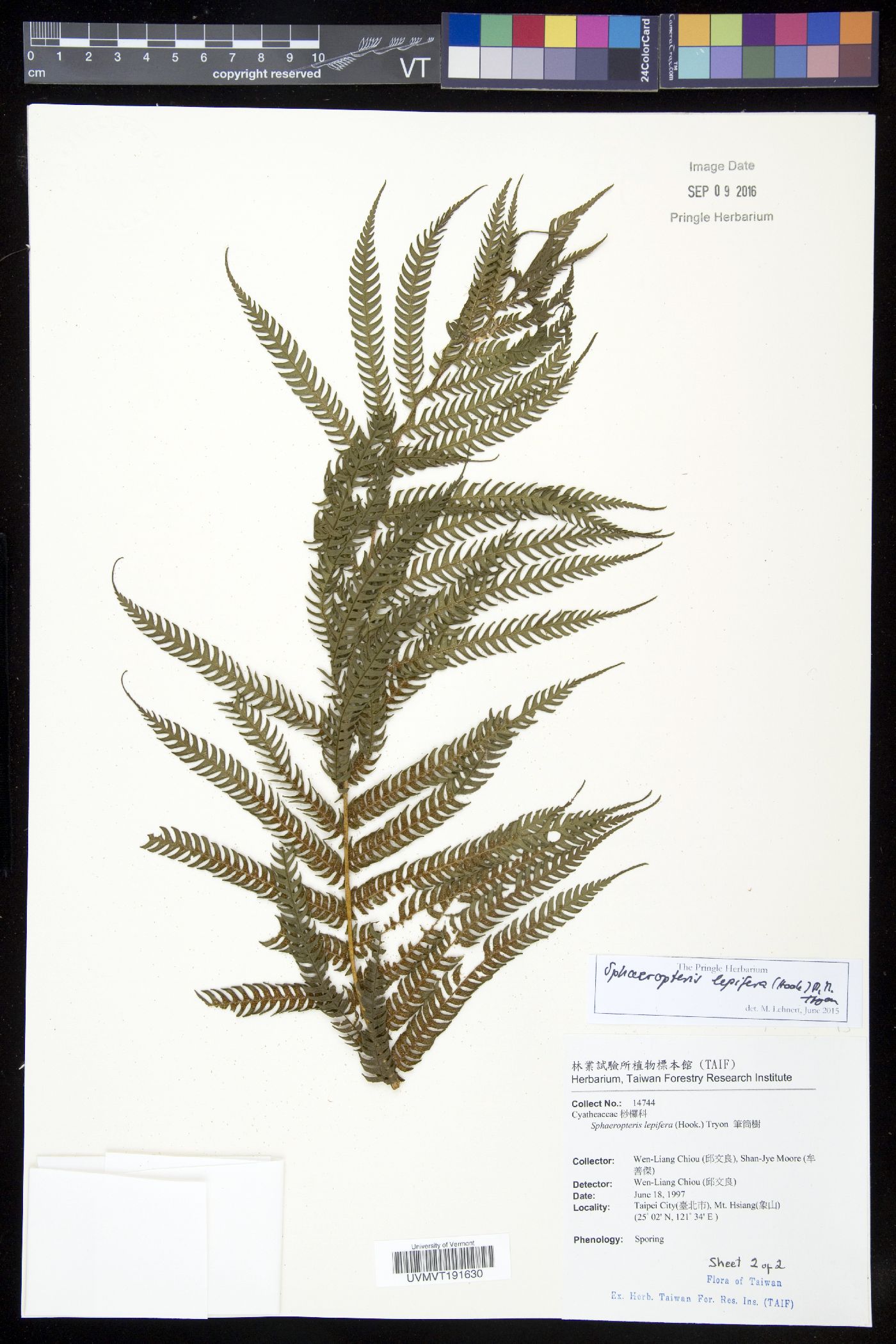 Cyathea lepifera image