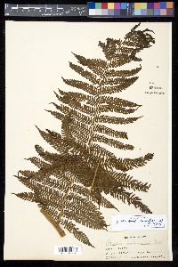 Cyathea contaminans image