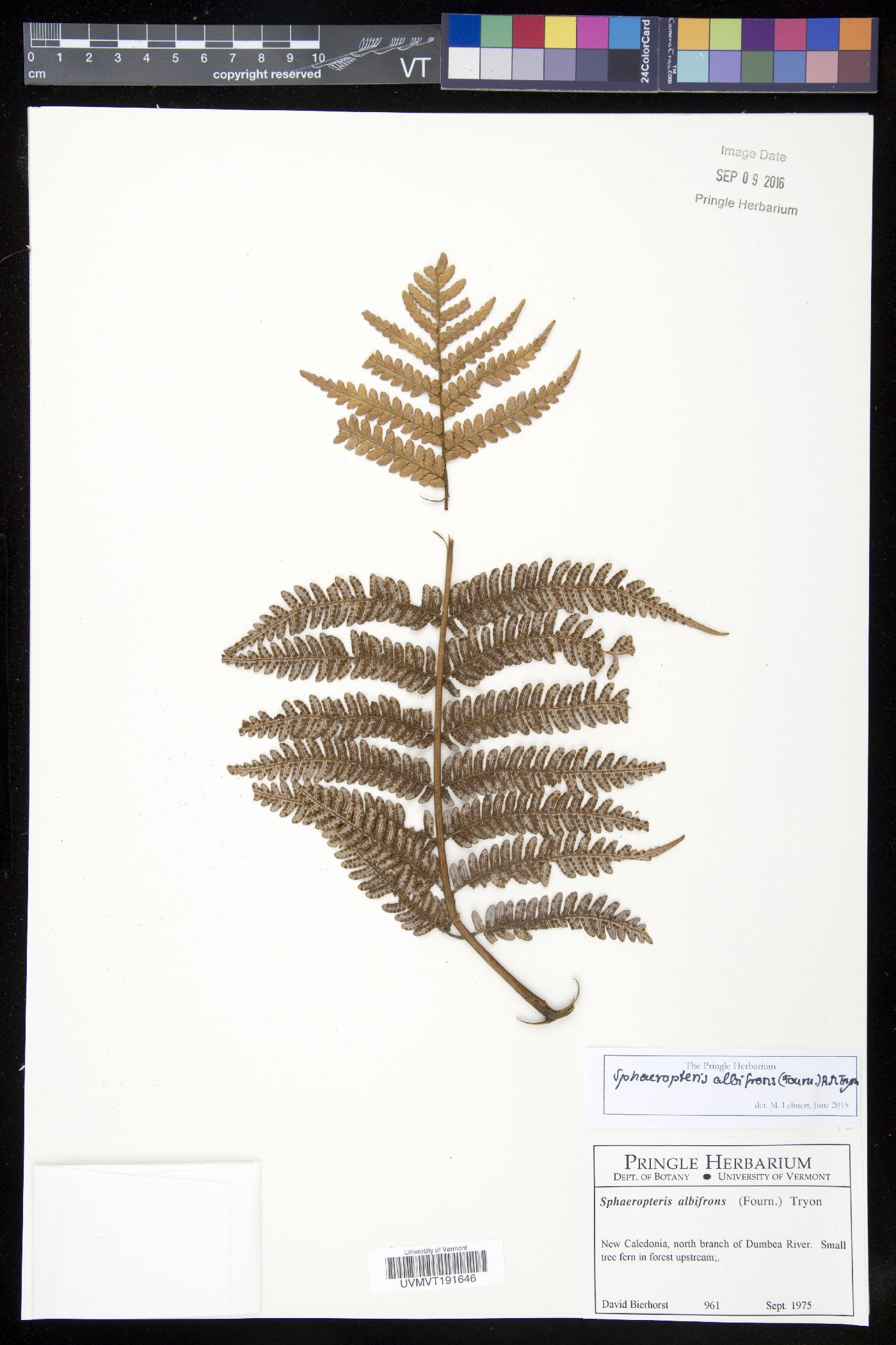 Cyathea albifrons image