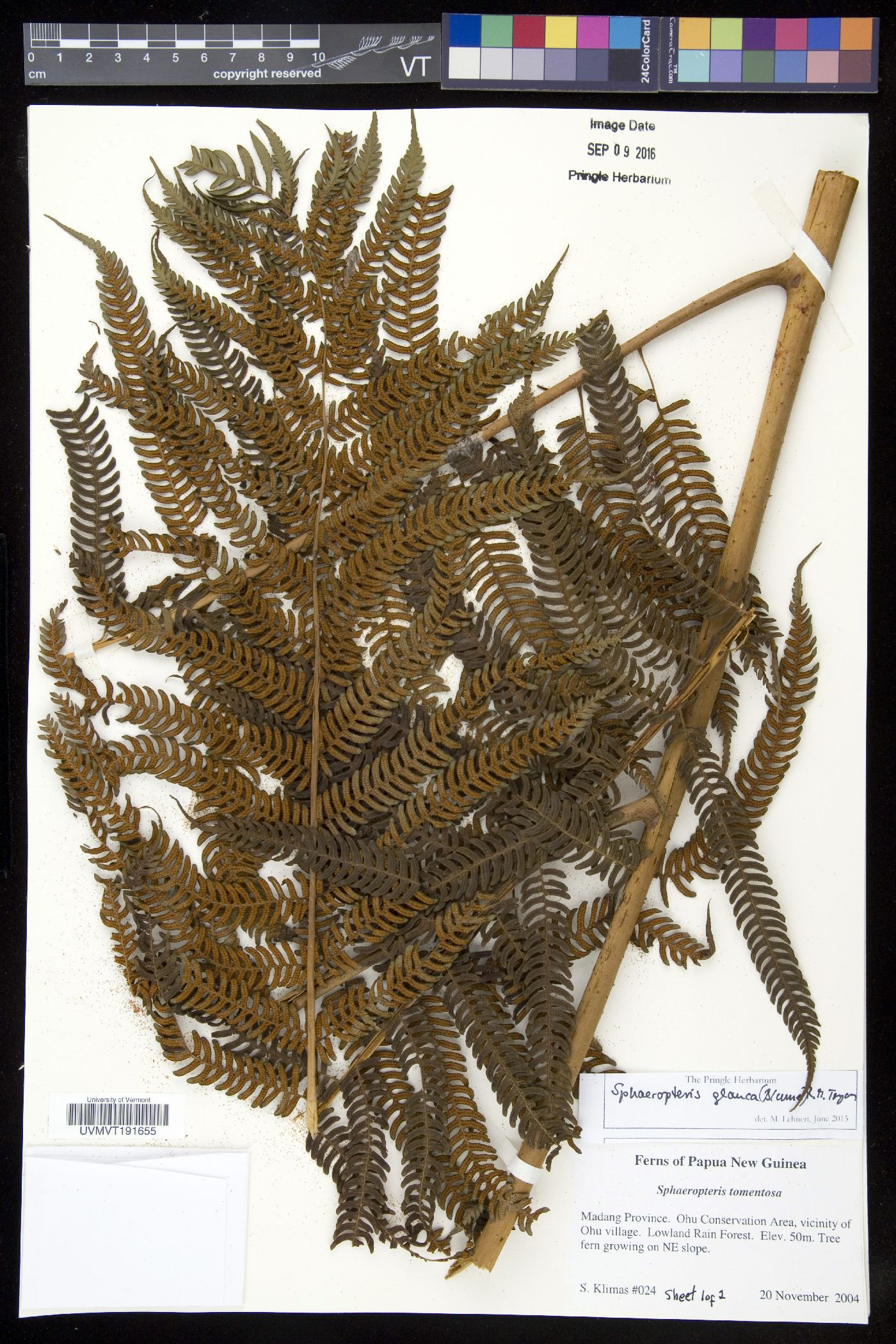 Cyathea contaminans image