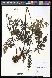 Cyathea philippinensis image