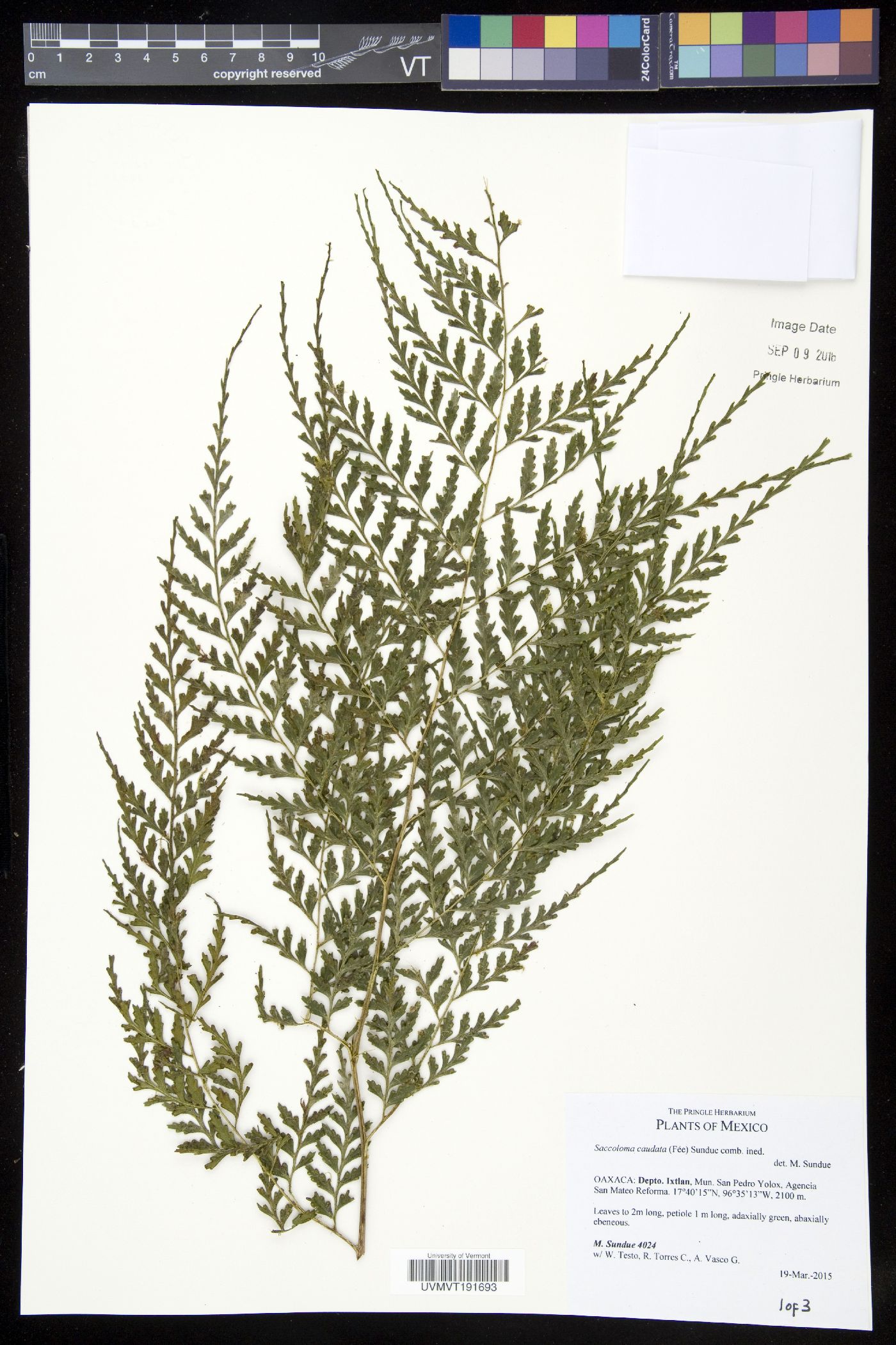 Orthiopteris campylura var. caudata image