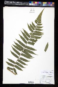 Cyathea pungens image