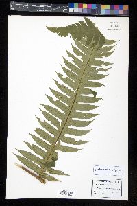 Cyathea horrida image