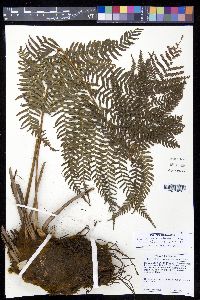 Saccoloma sorbifolium image