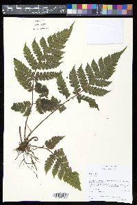 Lonchitis hirsuta image