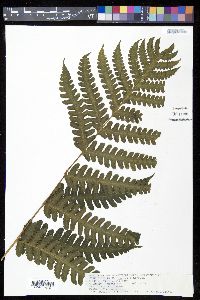 Lonchitis hirsuta image