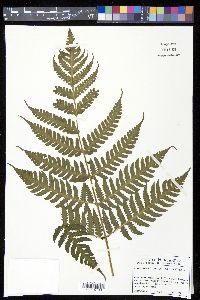 Lonchitis hirsuta image