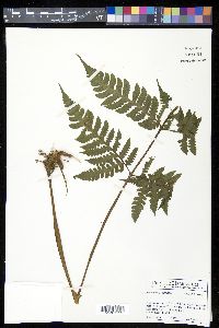 Lonchitis hirsuta image