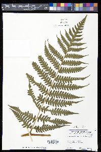 Lonchitis hirsuta image