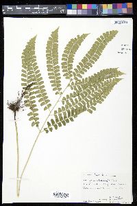 Lindsaea lancea image