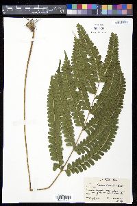 Lindsaea lancea image