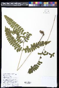 Lindsaea lancea image