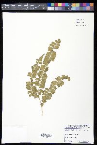 Lindsaea lancea var. lancea image