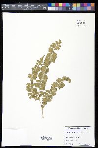 Lindsaea lancea image