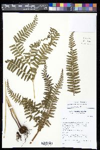 Lindsaea arcuata image