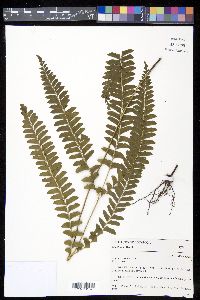 Lindsaea arcuata image