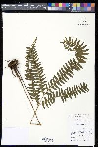 Lindsaea arcuata image