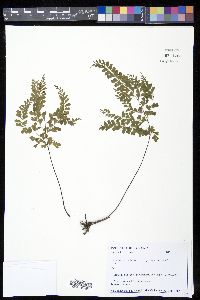 Lindsaea virescens image