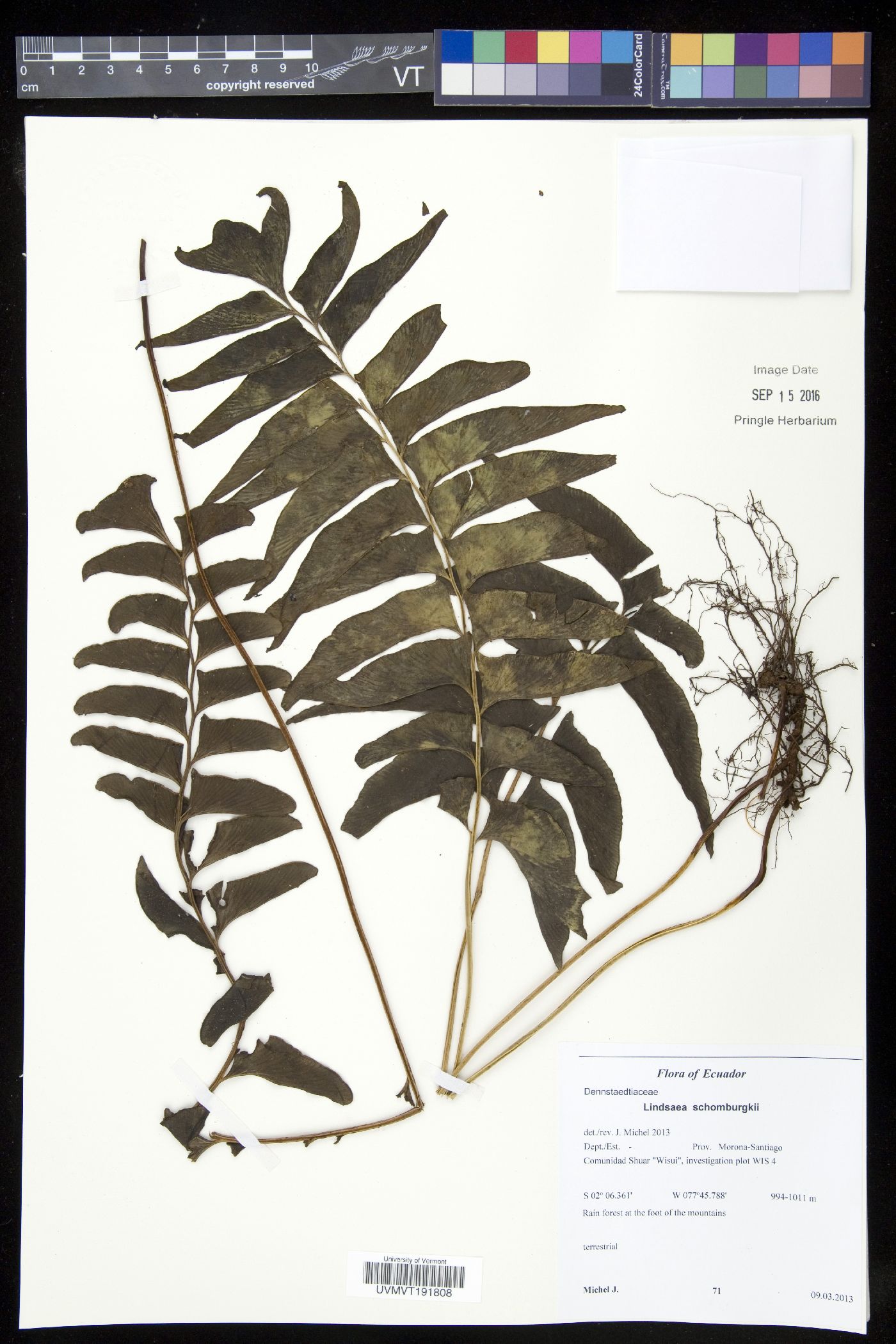 Lindsaea schomburgkii image