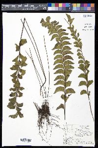 Lindsaea schomburgkii image