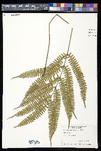 Lindsaea quadrangularis image