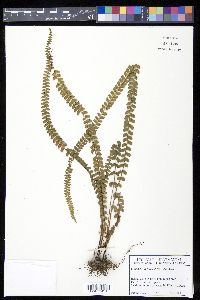 Lindsaea portoricensis image