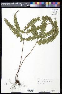 Lindsaea montana image