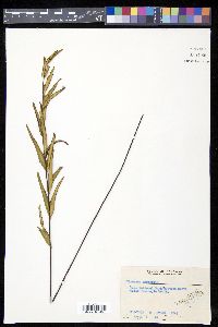 Lindsaea ensifolia image