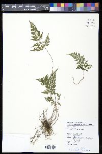 Lindsaea chienii image