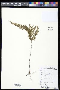 Lindsaea bouillodii image