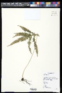 Lindsaea lobata image