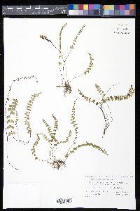 Lindsaea linearis image