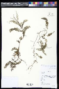 Lindsaea repens image