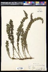 Lindsaea pectinata image