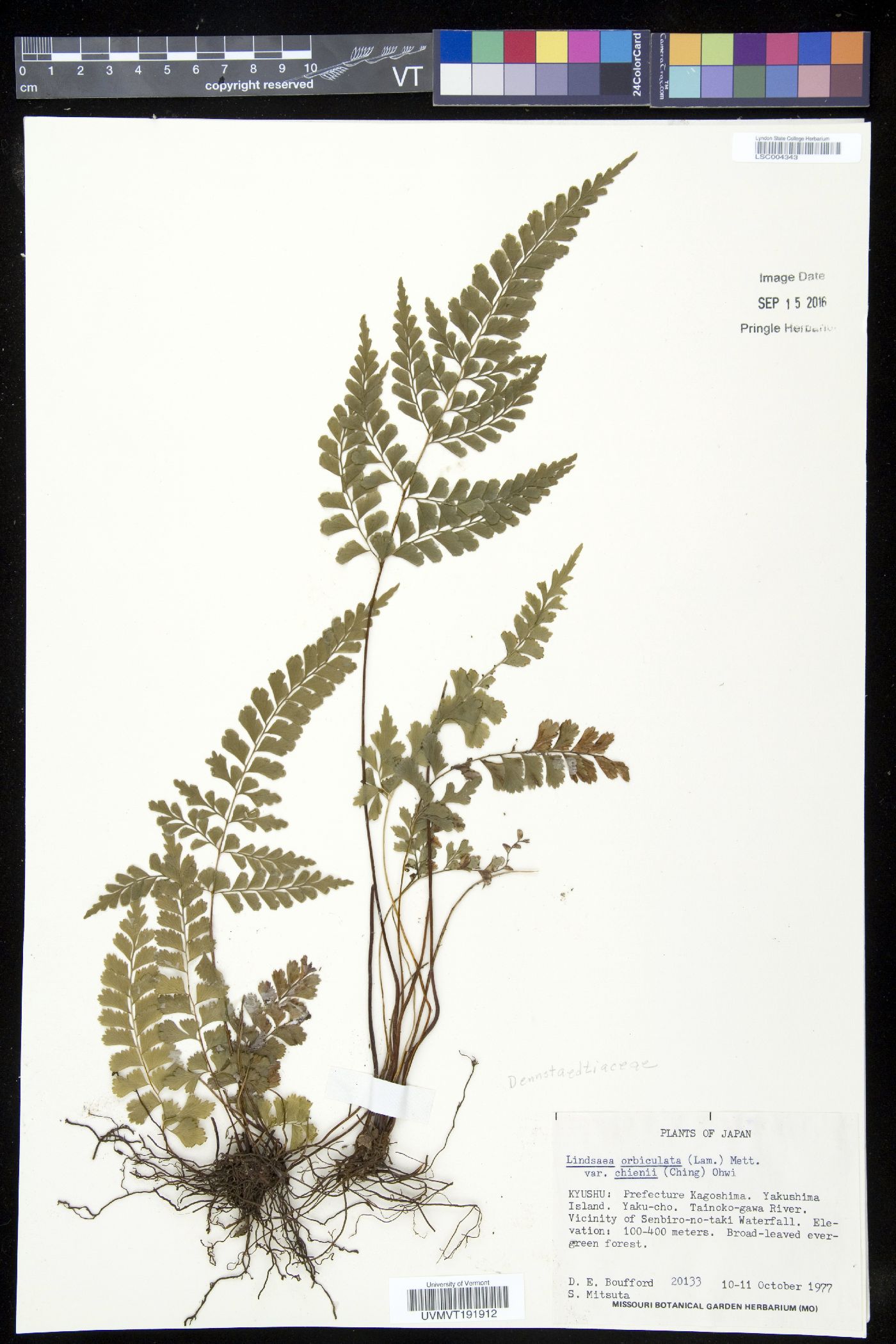 Lindsaea chienii image