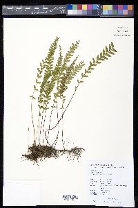 Lindsaea odorata image