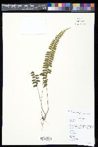 Lindsaea obtusa image