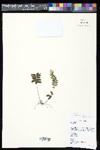 Lindsaea obtusa image